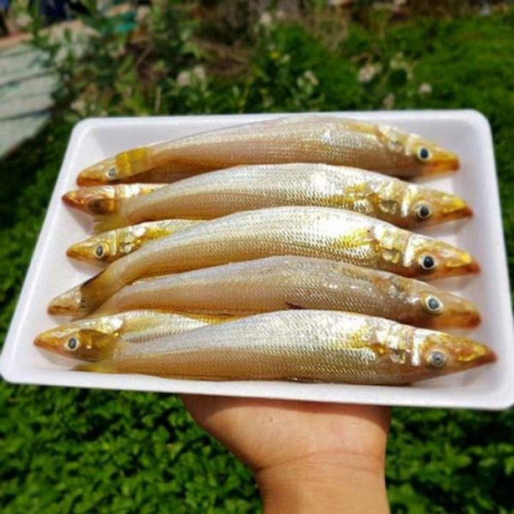 Giờ đây, cá đục đã trở thành đặc sản nổi tiếng của đảo Minh Châu
