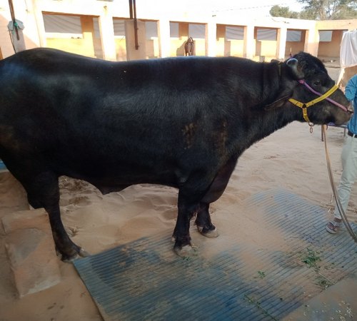 Mỗi ngày con trâu được ăn sữa, bơ, hạt điều và hạnh nhân. 