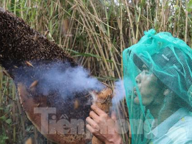 Theo chân thợ gác kèo ong ở 'vùng đất cuối trời’