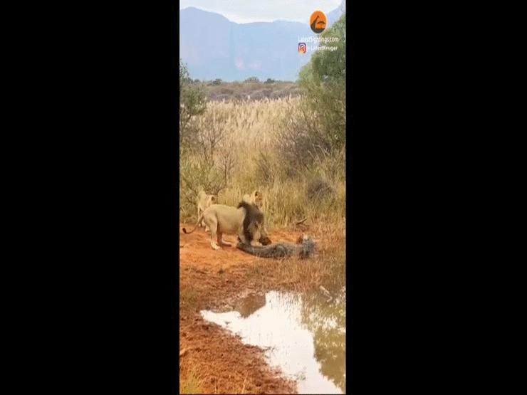 Phi thường - kỳ quặc - Video: Bị kẻ thù nhảy cả lên lưng khống chế, cá sấu tung "chiêu độc" đáp trả và cái kết