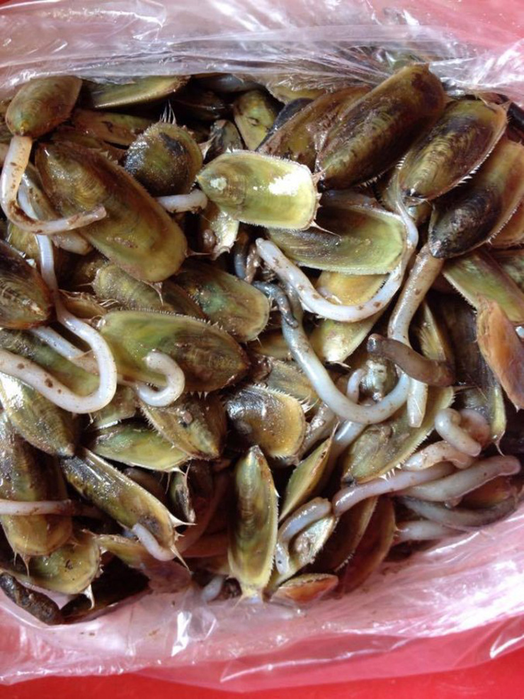 Để chế biến ngon nhất thường đầu bếp phải lưu ý lựa chọn những con giá bể còn tươi, to và đều.
