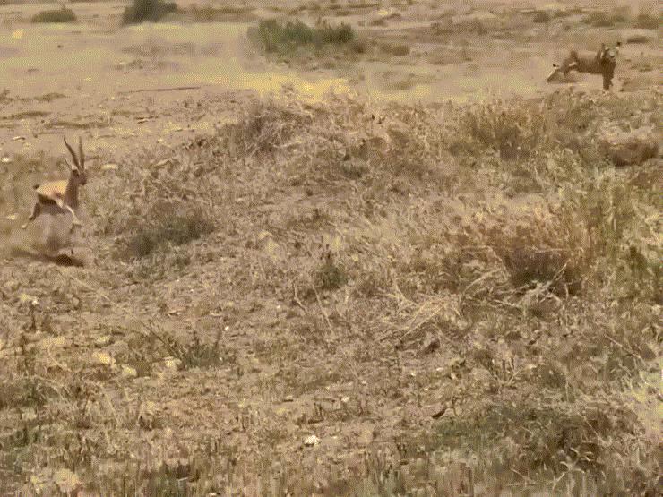 Media - Gặp tai nạn khi "ôm cua" tháo chạy sư tử, linh dương lĩnh hậu họa đau đớn