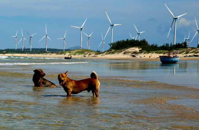 Ngỡ ngàng vẻ đẹp mê hoặc của cánh đồng điện gió trên biển Quy Nhơn - 9