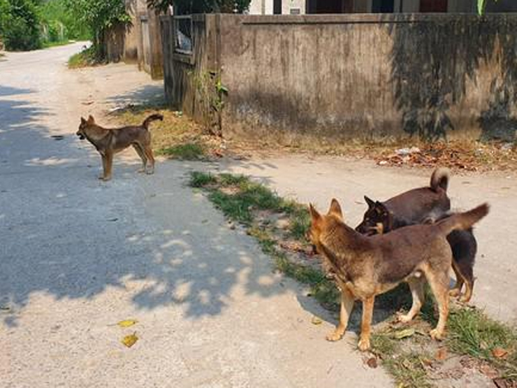Tin tức trong ngày - Đi chơi với mẹ, bé trai 3 tuổi bị chó lao ra cắn rách mặt
