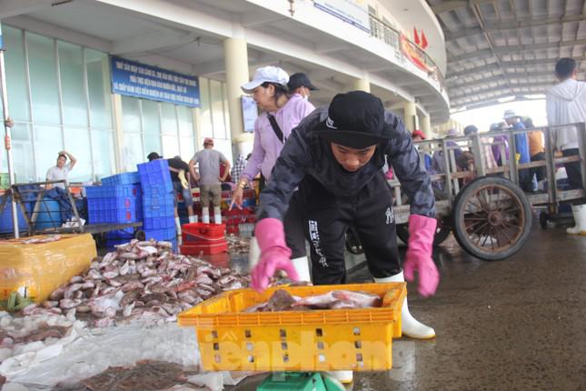 Giá cá hiện tại khiến ngư dân kêu trời. Theo tìm hiểu, giá các loại cá về bán tại cảng cho đầu mối thu mua rất thấp. Cá nục 15.000đ/kg, cá mối 20-30.000đ/kg, cá thu 90.000d/kg, cá ngừ đại dương 40.000đ/kg....thấp hơn khá nhiều so với trước đây.