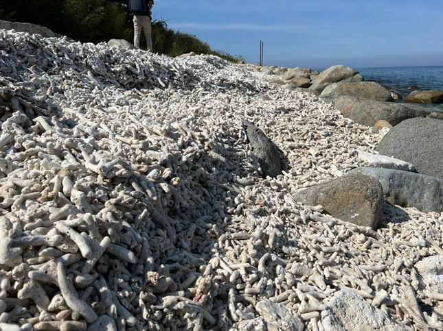 San hô chết trắng trôi dạt lên bờ ở khu bảo tồn Hòn Mun. Ảnh L.H