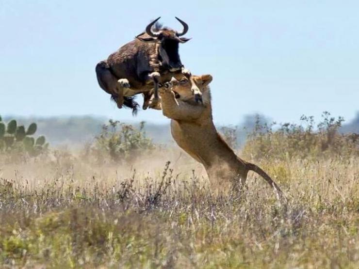 Media - Linh dương hóa bò tót, tung "liên hoàn cước" khiến 2 con sư tử liên tục ăn đòn đau