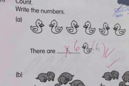 Giáo dục - du học - Bài toán tiểu học yêu cầu đếm vịt và chó khiến cộng đồng mạng tranh cãi