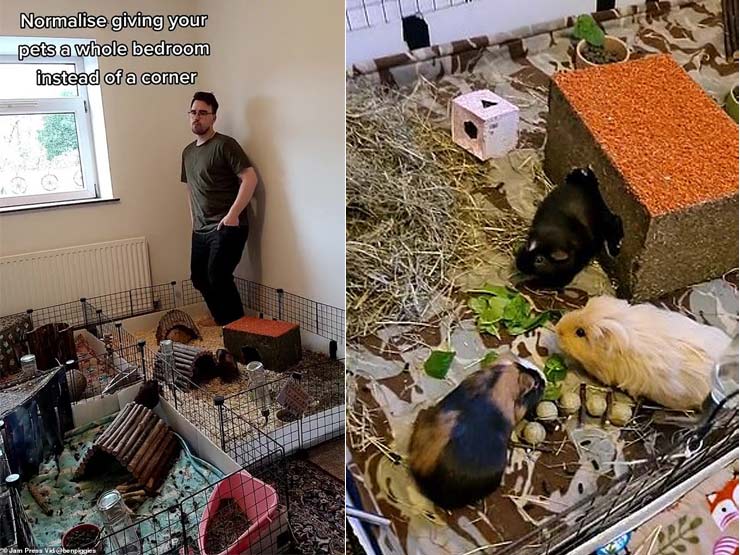 Bạn trẻ - Cuộc sống - Clip: Anh chàng tạo "hang khổng lồ" cho 5 chú chuột lang trong nhà