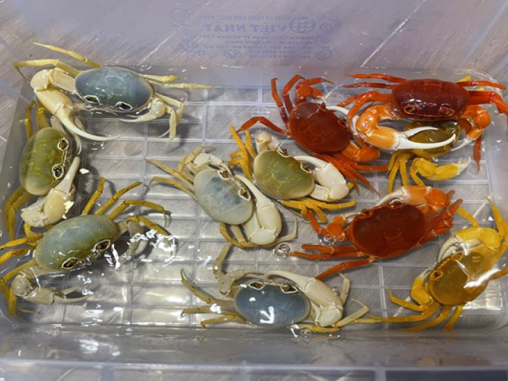 Thị trường - Tiêu dùng - Loại cua nuôi chỉ để ngắm, giá lên đến trăm nghìn/con, chủ cửa hàng bán 2.000 con/tháng