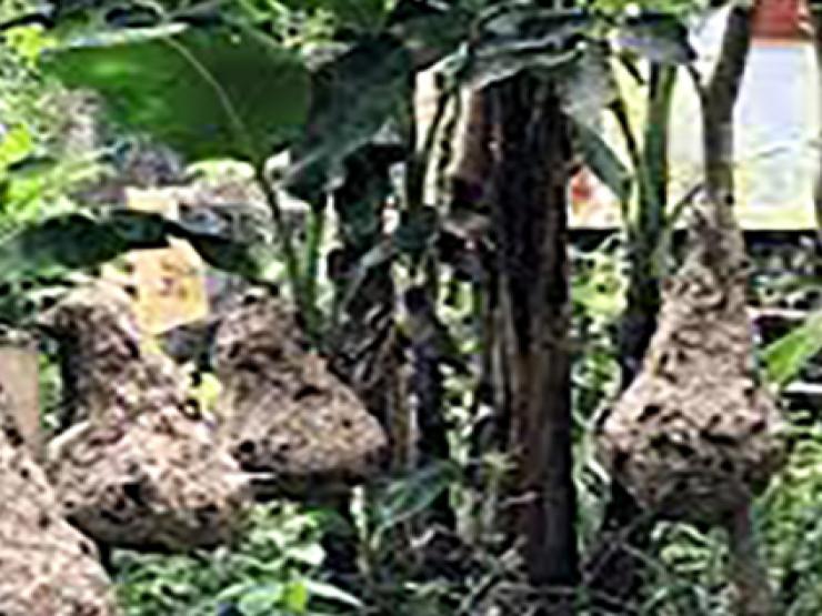 Thị trường - Tiêu dùng - Nuôi loài "tử thần" trong vườn nhà, chăm nhàn tênh, kiếm vài trăm triệu/năm