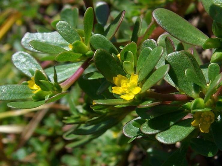 Sức khỏe đời sống - 3 thực phẩm được coi là “penicillin tự nhiên”