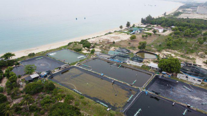 Khánh Hòa: Nước thải nuôi tôm đen xì thải ra Bãi Dài - 1