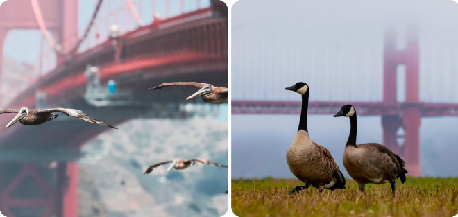 Ngắm kiệt tác kiến trúc cầu Cổng Vàng đẹp mơ màng trong sương giăng - 10