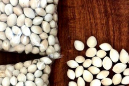 Pháp luật - Bà lão rút sổ tiết kiệm 300 triệu đồng để mua gói thuốc giả