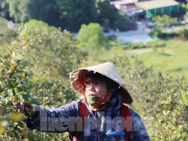 Thị trường - Tiêu dùng - Đổ xô đi hái sim rừng giữa trời nắng chang chang, kiếm bộn tiền mỗi ngày