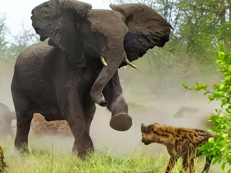 Media - Voi khổng lồ nổi điên tấn công khiến "thợ săn mồi" cũng phải khiếp sợ bỏ chạy