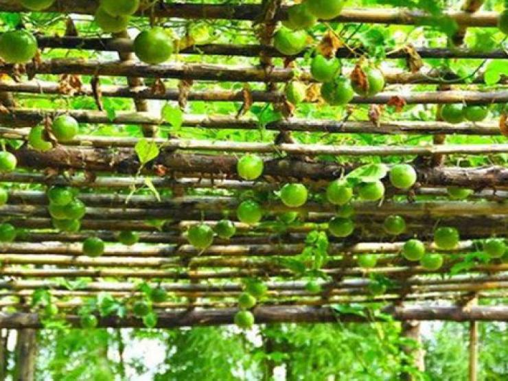 Thị trường - Tiêu dùng - Thứ từng làm hàng rào ở Việt Nam, nước ngoài xem là "dược vương", trồng 4 tháng là có tiền