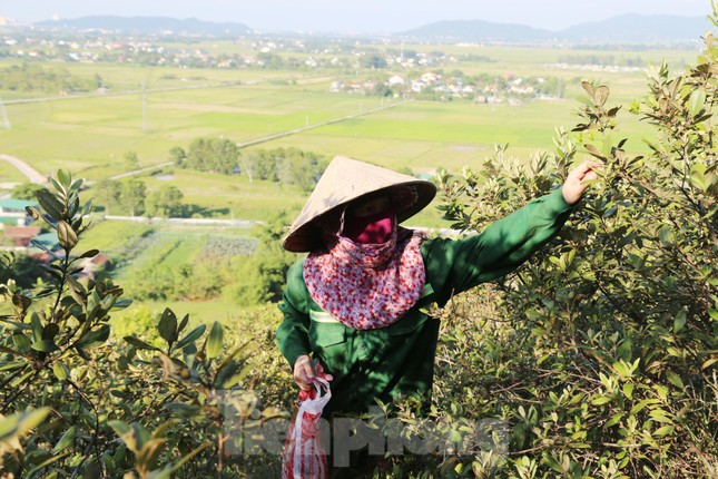 Đổ xô đi hái sim rừng giữa trời nắng chang chang, kiếm bộn tiền mỗi ngày - 4