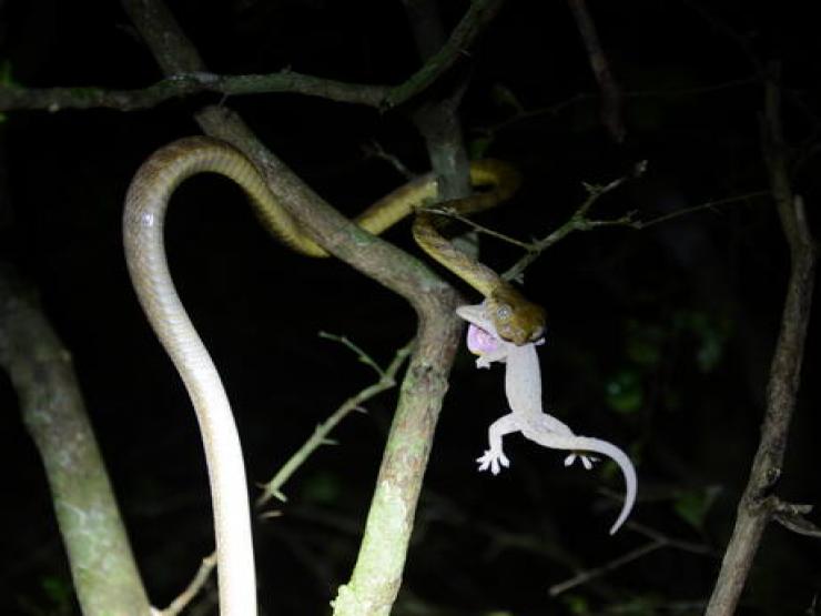 Thế giới - 2 loài vật khiến thế giới mất 16 tỷ USD