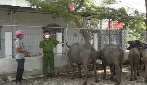 Công an xã bàn giao đàn trâu cho gia đình ông Đặng Xuân Cảnh