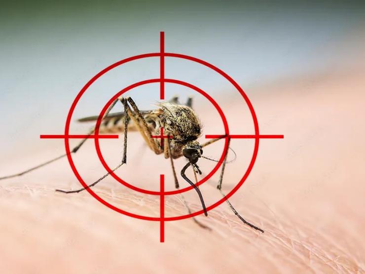 Media - Cách đuổi ruồi muỗi cực hiệu quả từ những nguyên liệu an toàn, dễ mua