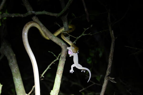 Loài rắn cây nâu, một loài xâm lấn, có thời điểm nhiều tới mức có thể gây mất điện. Ảnh minh họa: USGS.GOV