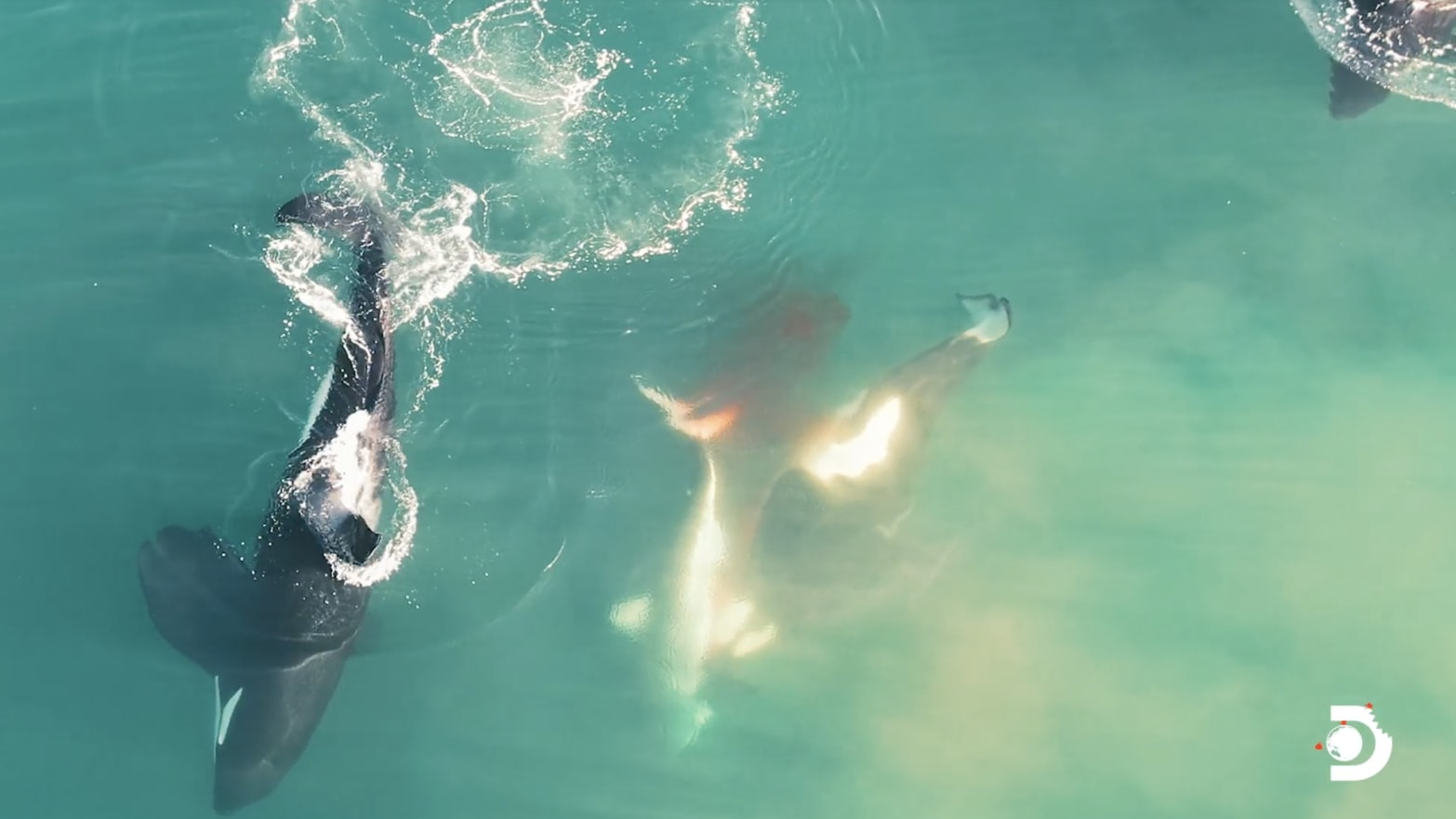 Cá voi sát thủ sát hại cá mập trắng ở ngoài khơi Nam Phi.