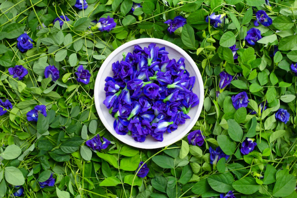 Những lợi ích của hoa đậu biếc đối với làn da.