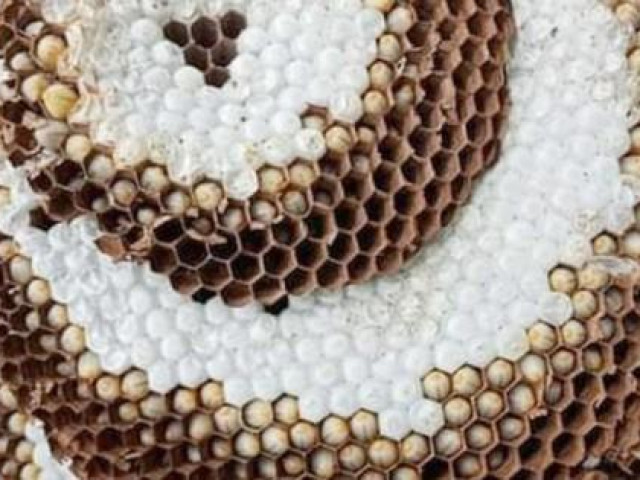 Tin tức trong ngày - Phát hiện người đàn ông đi bắt ong tử vong trên núi