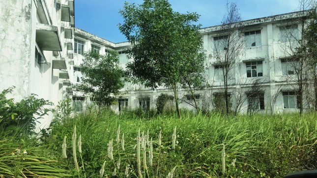 Rừng cây dại bủa vây bệnh viện có trị giá đầu tư hàng trăm tỷ. Ảnh: N.V