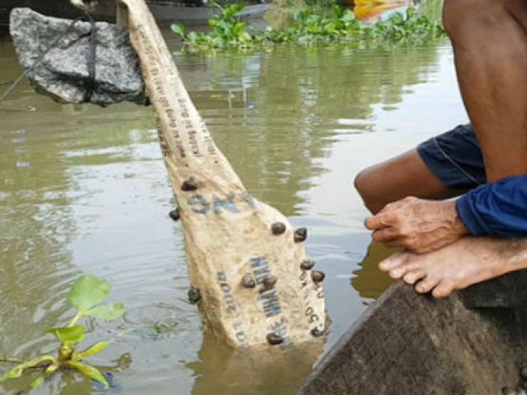 Thị trường - Tiêu dùng - Đặc sản hiếm được ví như "lộc trời" ở miền Tây, cứ đến mùa đi bắt bán kiếm tiền triệu/ngày