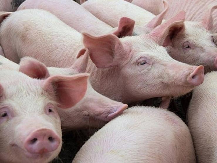 Thị trường - Tiêu dùng - Giá lợn hơi tăng điên cuồng, sẽ lên tới bao nhiêu?