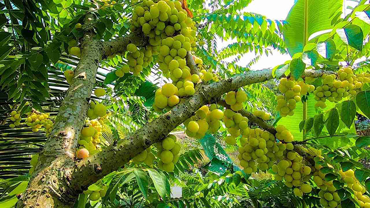 Chùm ruột hình tròn, mọc thành từng chùm trên cành cây. Trước đây, cây chùm ruột mọc hoang ven các ao, đìa, kênh trạch hoặc được người dân trồng quanh bờ rào để làm bóng mát.&nbsp;
