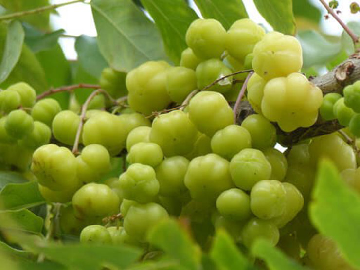 Lúc này, nhìn lên cây chùm ruột chỉ thấy một sắc vàng rực át cả màu xanh của những chiếc lá.
