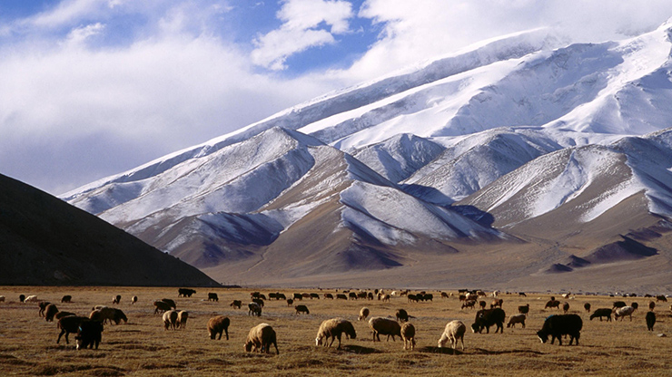 Trong khi đó, mùa đông ở Tân Cương lại hấp dẫn du khách với hình ảnh đàn gia súc quây quần bên cạnh chiếc lều vải ấm dưới chân những ngọn núi tuyết hùng vĩ. 
