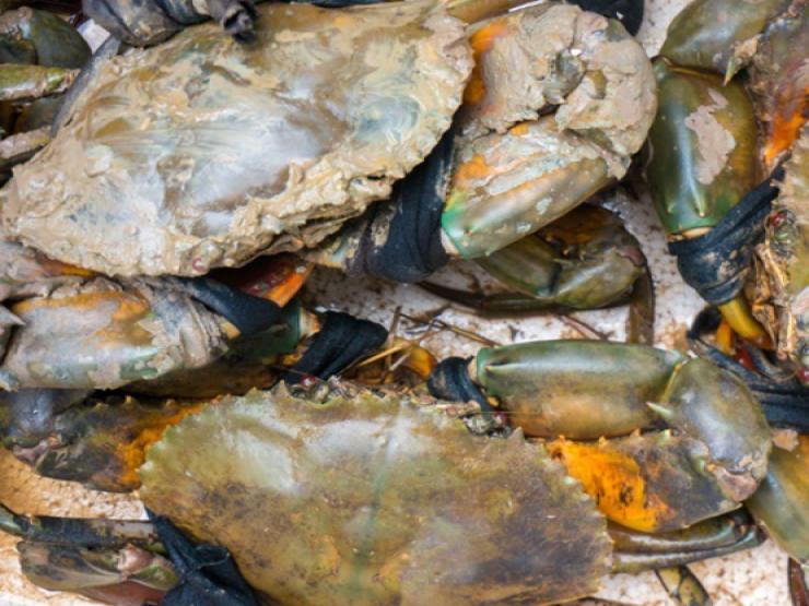 Thị trường - Tiêu dùng - Loại cua cực hiếm ở Việt Nam ít người biết, trông khù khờ nhưng giá đắt đỏ, 750.000/kg