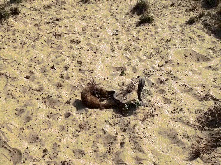 Cuộc chiến sinh tử giữa rắn hổ mang và ”thiên địch” cầy mangut: Kết cục bất ngờ
