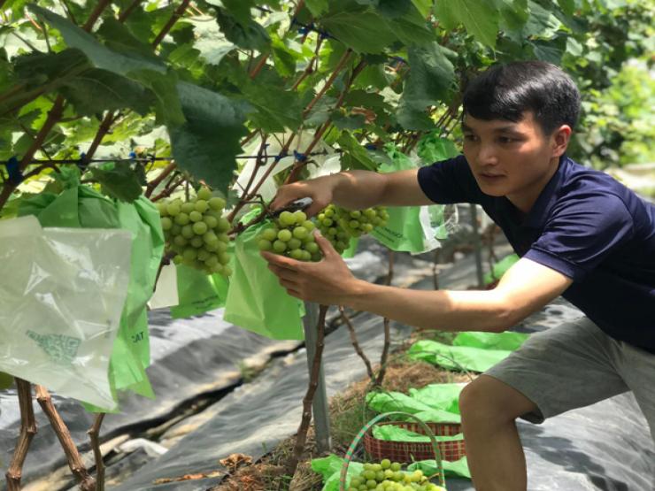Thị trường - Tiêu dùng - Trồng loại nho lạ bán giá đến 400.000 đồng/kg, 9X bán hết vèo cả tấn quả