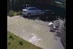 Bạn trẻ - Cuộc sống - Clip: Người mẹ giằng co với khỉ để "giải cứu" con gái