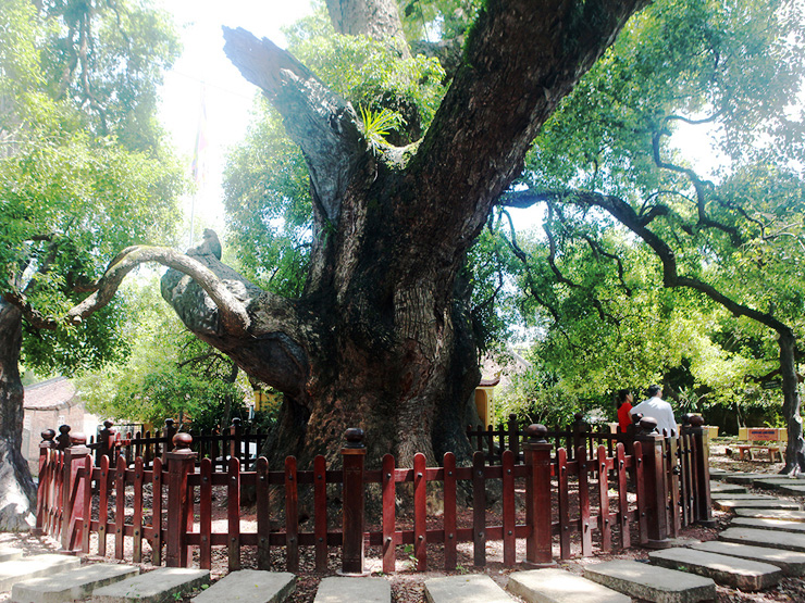 Tin tức trong ngày - Ngắm “cụ” dã hương đại thụ lớn nhất thế giới ở Bắc Giang