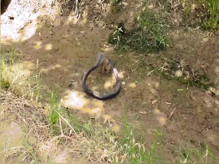 Phi thường - kỳ quặc - Video: Cầy Mangut đụng độ rắn hổ mang và cái kết bất ngờ