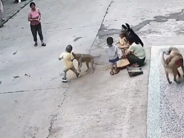 Media - Clip: Chó hoang hung hăng lao tới cắn bé trai và màn giải cứu gay cấn