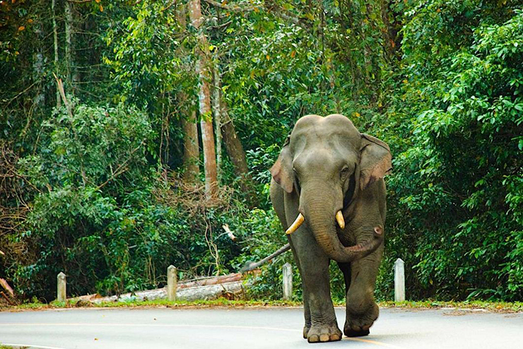 Vườn quốc gia Khao Yai, Thái Lan: Là khu bảo tồn lớn nhất và được ghé thăm nhiều nhất ở Thái Lan, vườn quốc gia Khao Yai đã được UNESCO công nhận là Di sản Thế giới. Điểm thu hút chính ở nơi này là du khách có thể bắt gặp nhiều loại động vật hoang dã như voi, vượn, khỉ, gấu và chim mỏ sừng...
