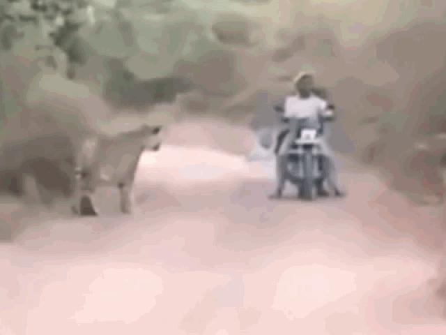 Thót tim với cảnh 2 người đi xe máy bị con hổ ”khủng” uy hiếp