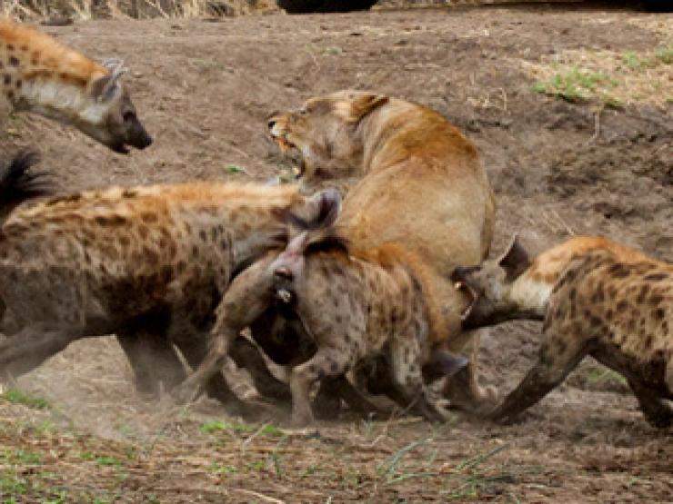 Media - Đàn linh cẩu "cậy đông hiếp yếu", xâu xé sư tử trong đêm