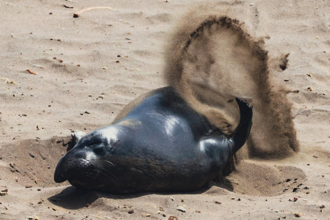 Từ Big Sur đến Sea Lion Point: Khúc tự tình của thiên nhiên dành tặng lữ khách - 9