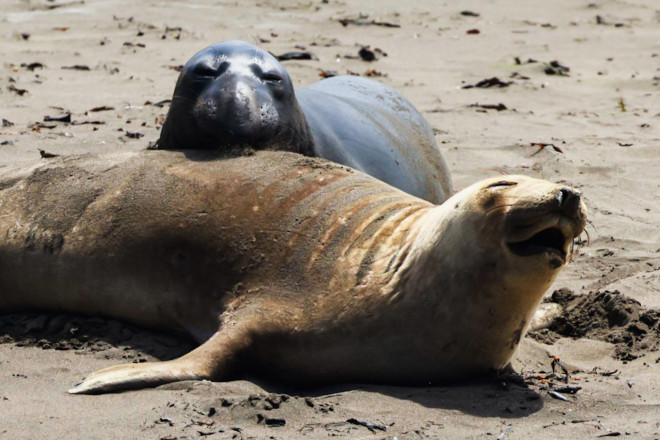 Từ Big Sur đến Sea Lion Point: Khúc tự tình của thiên nhiên dành tặng lữ khách - 10