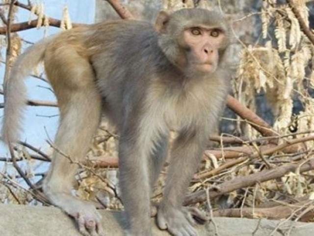 Tin tức trong ngày - Một người dân bị khỉ vàng cắn phải nhập viện