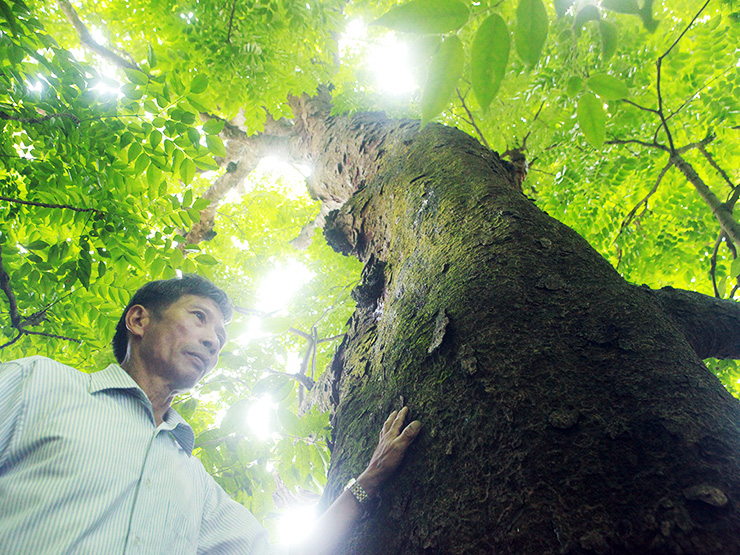 Tin tức trong ngày - “Cụ” lim xanh được “mắt thần” theo dõi ngày đêm, bảo vệ đến từng cành cây